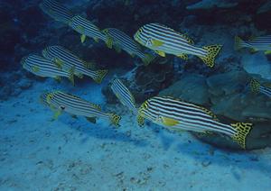 東横INN京王線東府中駅北口：便利な立地と快適なサービスを提供するビジネスホテル